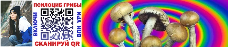 Псилоцибиновые грибы Cubensis Вышний Волочёк